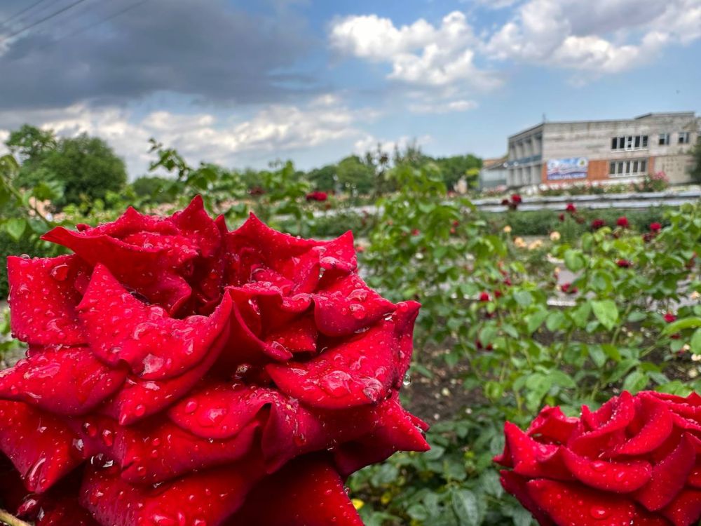 ����� ������..