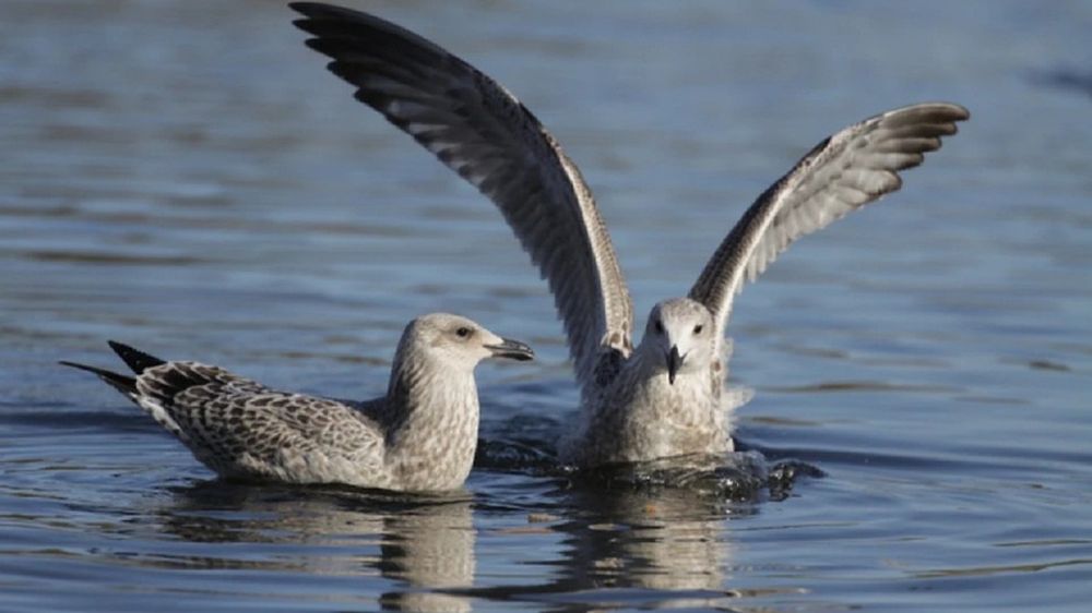 ���������������� ����������� � ������ �� �������� ������ � ���������� �������