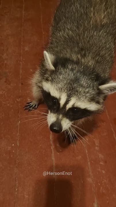 ���� �� �������: ���, ���� �����! ������ �������, �� ����� ������������ ����