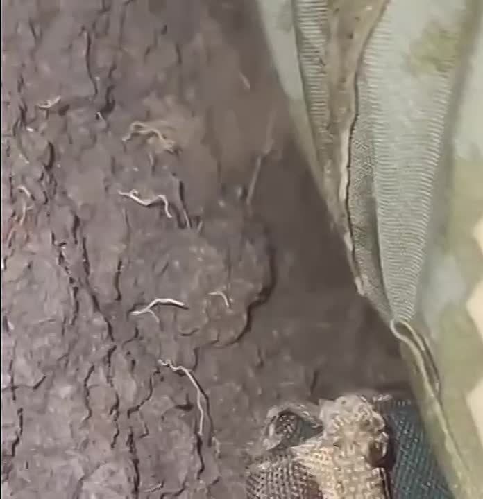 �������� - ������� ������ ������ �������� � ������