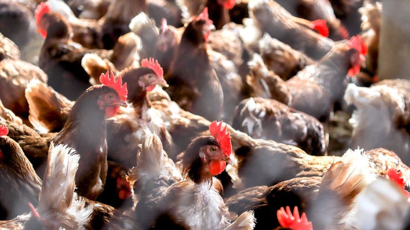 ����������������: ������� ����� �������� �������� �������� � ������� ���� �� ����������