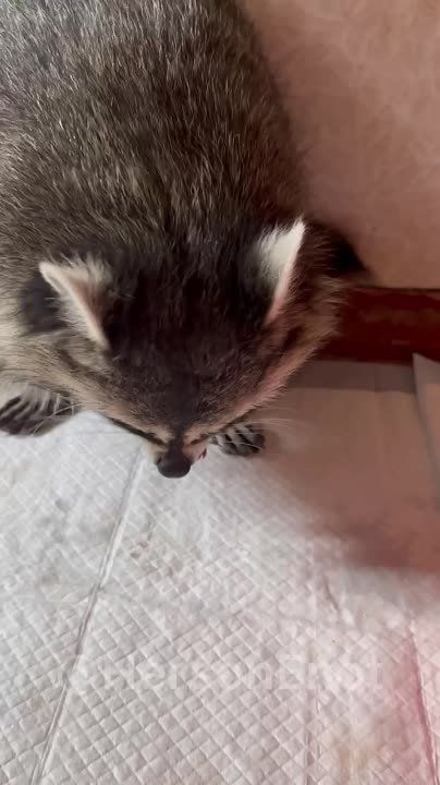 ���� �� �������: ����� ������, � ���� �� ����������