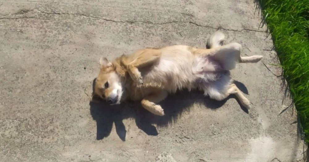 ������ ���� ������� ����� ����������