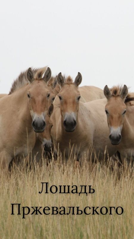 ����� ���������� ��������� ���������� ���������� �������