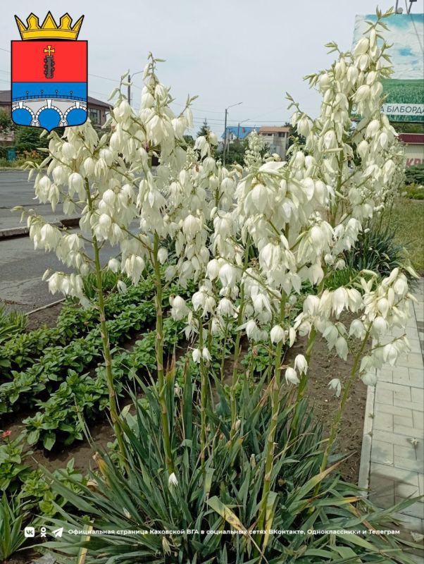 ������ ����, �������!. @VGA_Kakhovka