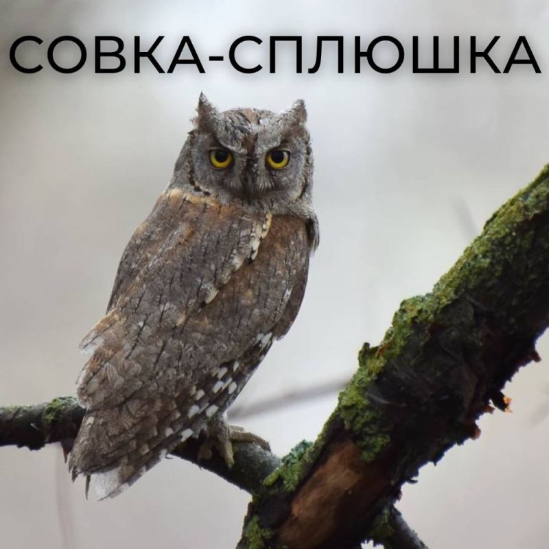 ����� ���������� ��������� ���������� ���������� �������