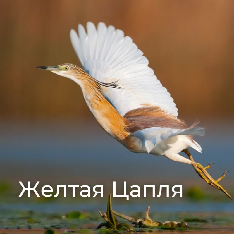 ����� ���������� �������