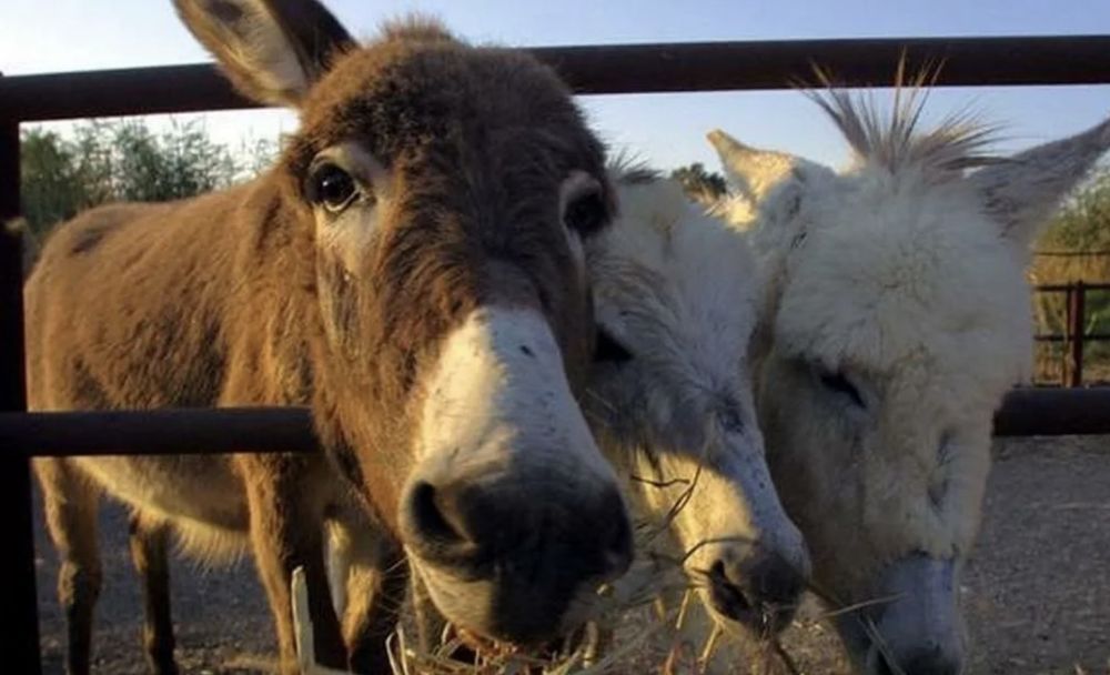 ��� ������ ��������� ���������� ������� �������� ���������