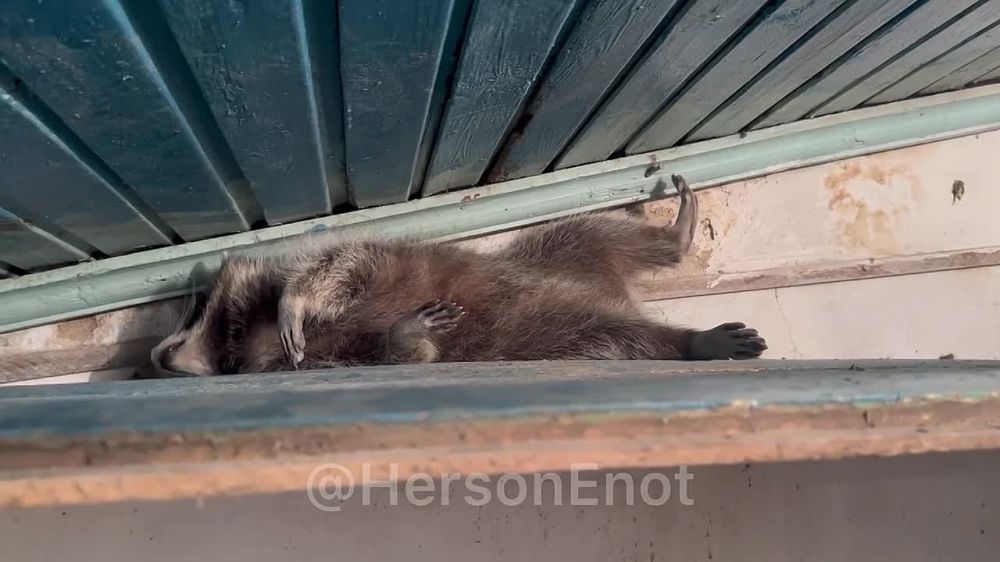 ���� �� �������: ���� ��������� ����, ������� ������