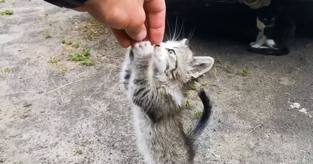 ������ �������� ������� ��������� ������ �������� ����� ���������� �������