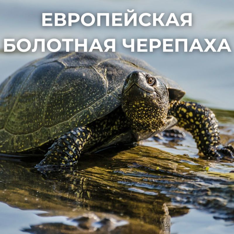 �������� ��� ���������� �������