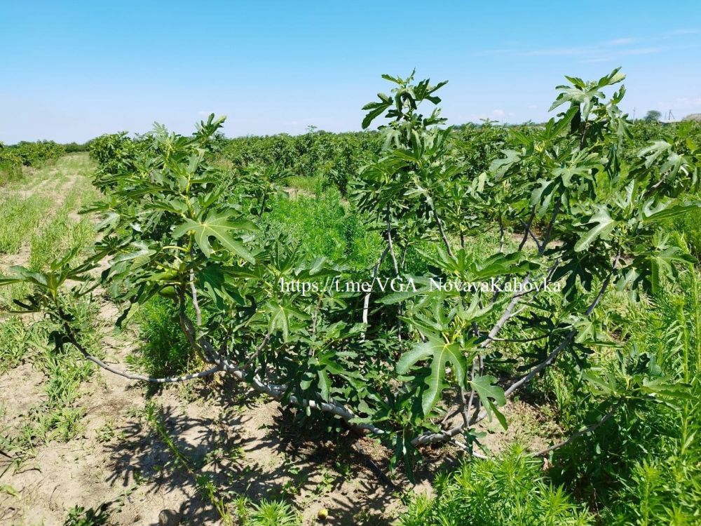 � ������������� �������� �� ������� ������ �������� ��������