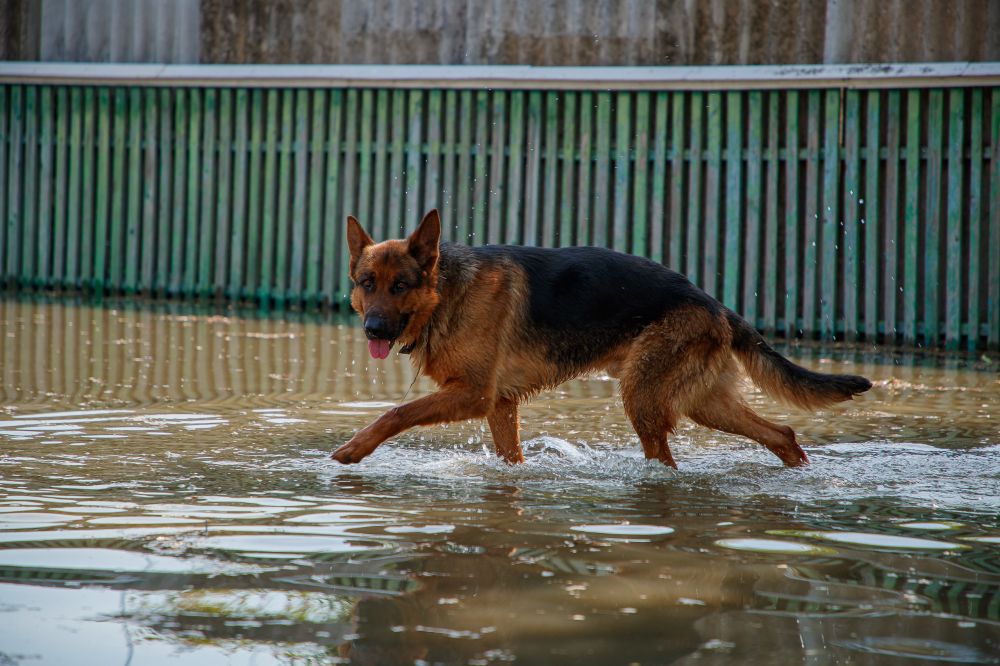 � ���������� ������� ���������������� ����� 9 ����� ����� ��������