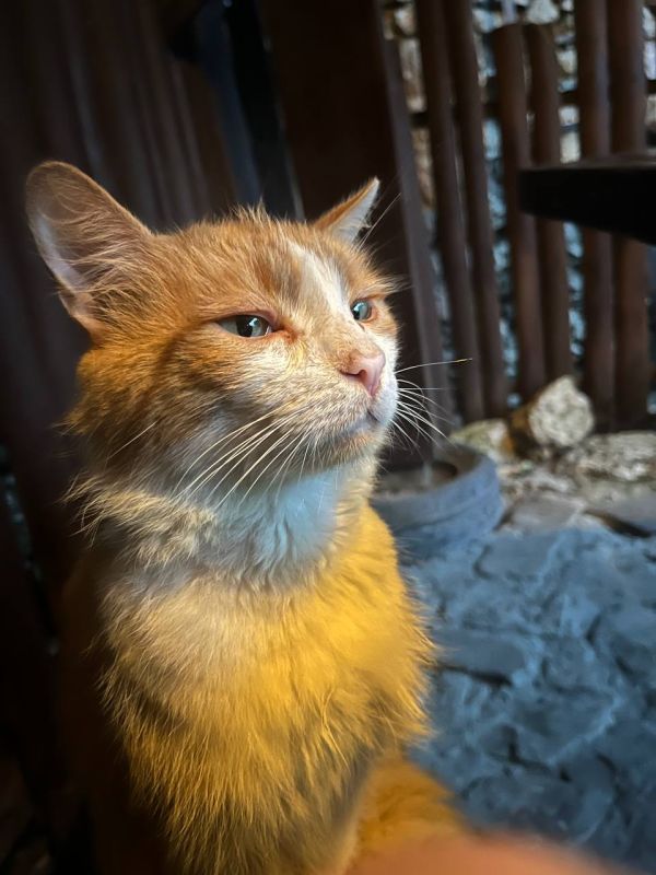 ����� ����������: ��������� ���.. ���� �����, � ���������� �������, ����������� �����������