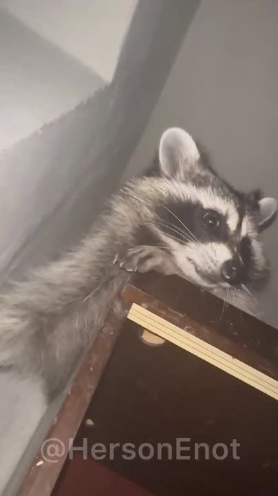 ���� �� �������: ������ ���������� ����, ������