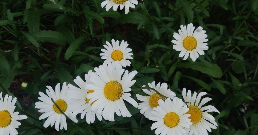 �������� ������ �������� ������� � ������������� ��