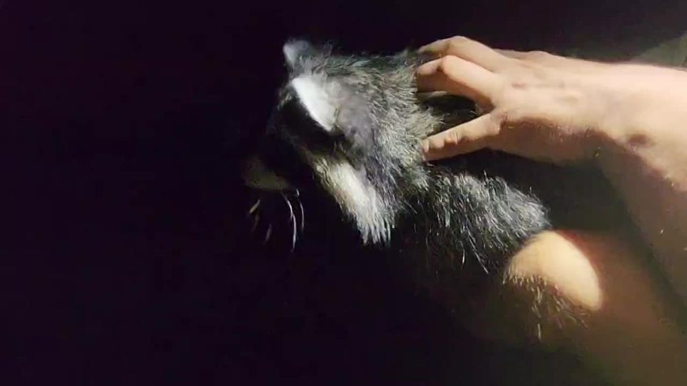 ���� �� �������: ������, � ��� �����!. ����� ��� ������ �� ������, ��� ������ ���� � ���������� ����������� �����������. ����� ������������ ������������ �������� ������� ������