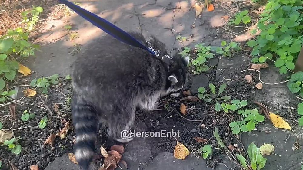 ���� �� �������: ������ � �����! ������ (���������) �������� �����