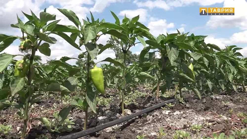 �������������� "������" ������ � ������ ��������������� ���������� ������� � � ���� ������������