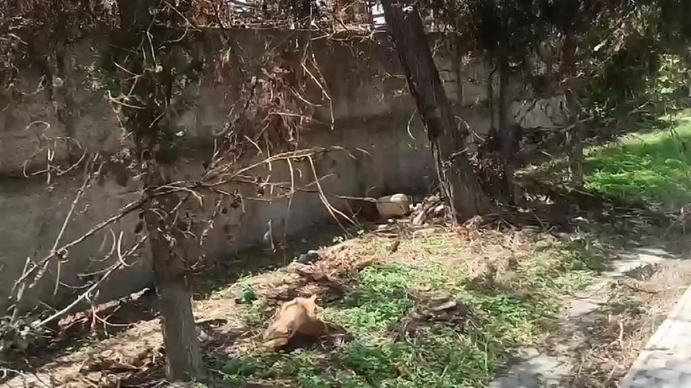 ������ �� �������. ���� ������, ��� �� ������, ����� ���������, ����� �� �������