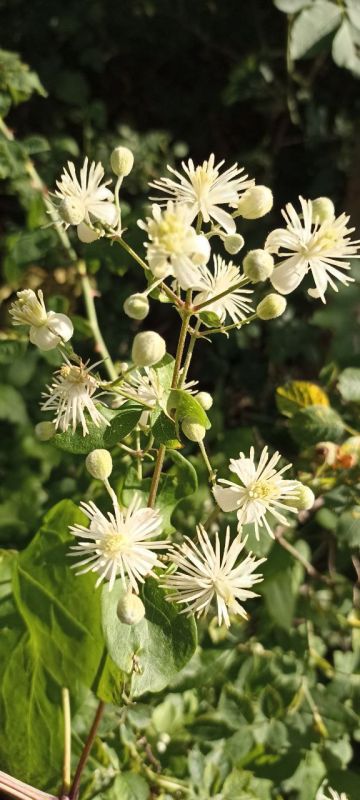 � ������ �����, �����������!