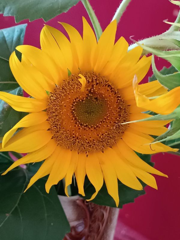 � ����������� ���� �������� ���� ������������ �������� ������ "������ ����������"