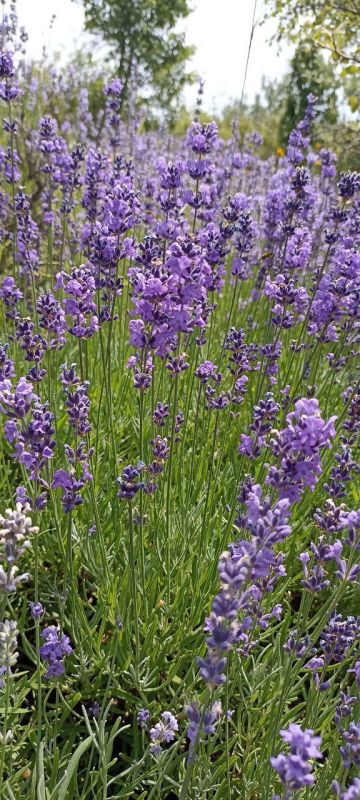 � ������ �����, �����������!