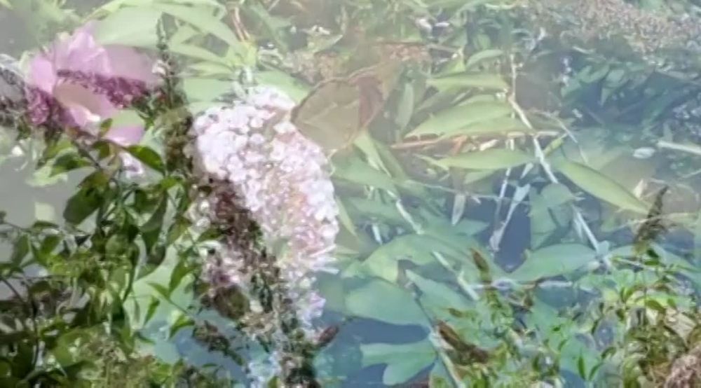 ������� ����!. ������������� ������ ������� �� ����� ���������� ����� ���������� ���������