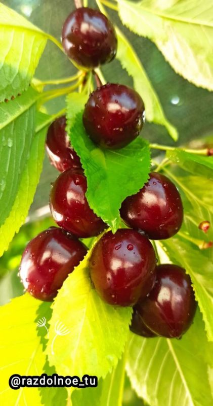 ����������! ������ ����!. ������� ���� ���� � ������� ������. ��� ��������, ��� ����, ��� ������, ��� ������������. ����� ���� �� ��� ��������� ���� � ������ �� ����� ����