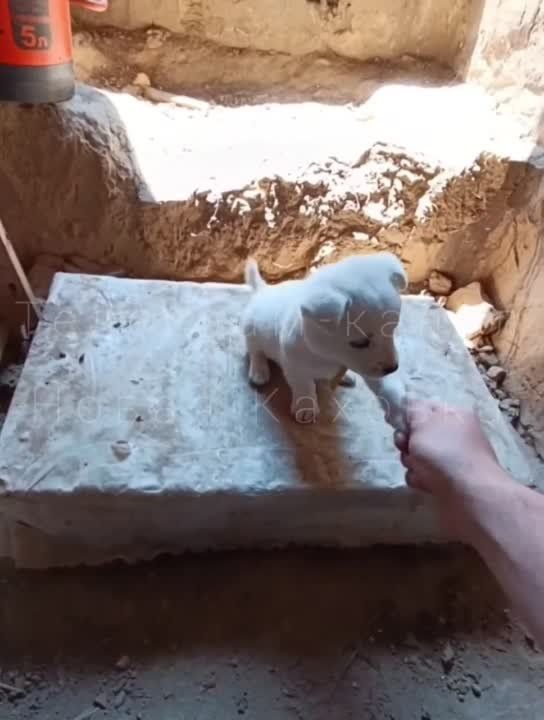 ����� � �������� ����������� ����� �� ���������� ����������� ��� � �����