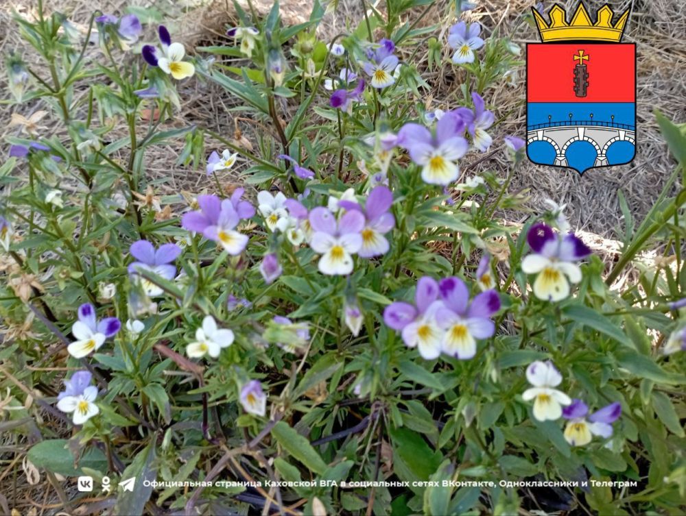 ������ ����, �������!. @VGA_Kakhovka