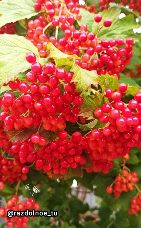 ������ ����, ����������!. ������� � ����� ���� ������� �