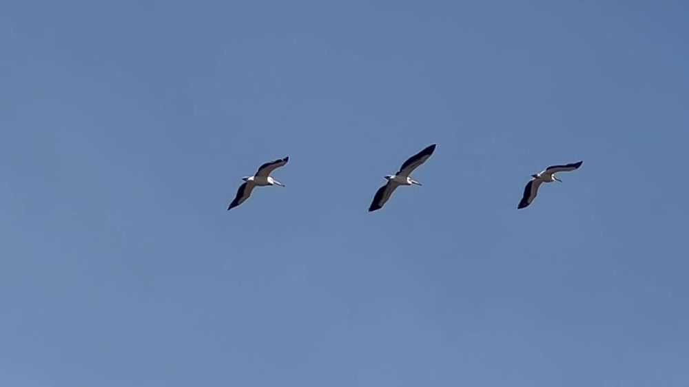 � ���� ��� ����� ������� ���������� ������� �������� ���������