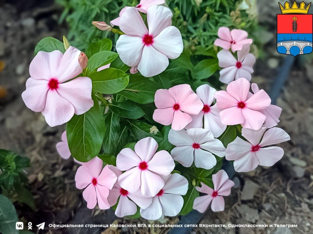 ������ ����, �������!. @VGA_Kakhovka