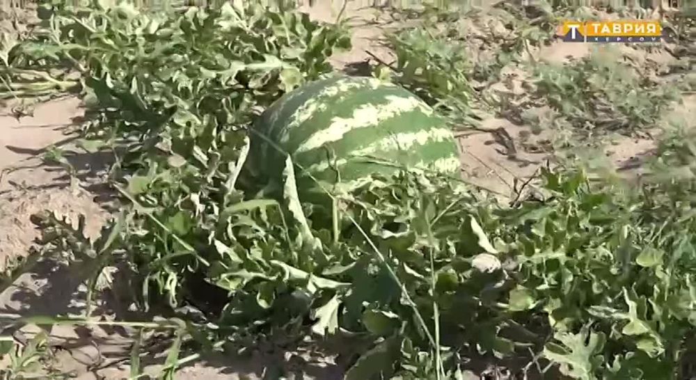 ������ ������: ��������������� ������ ���, ����� ��������� ������