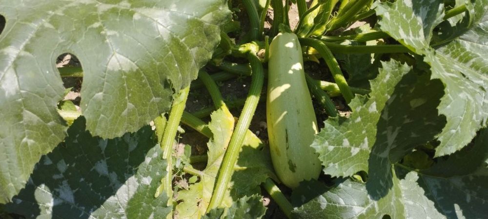 � ���������� ������������� ������ �������� ������ ������