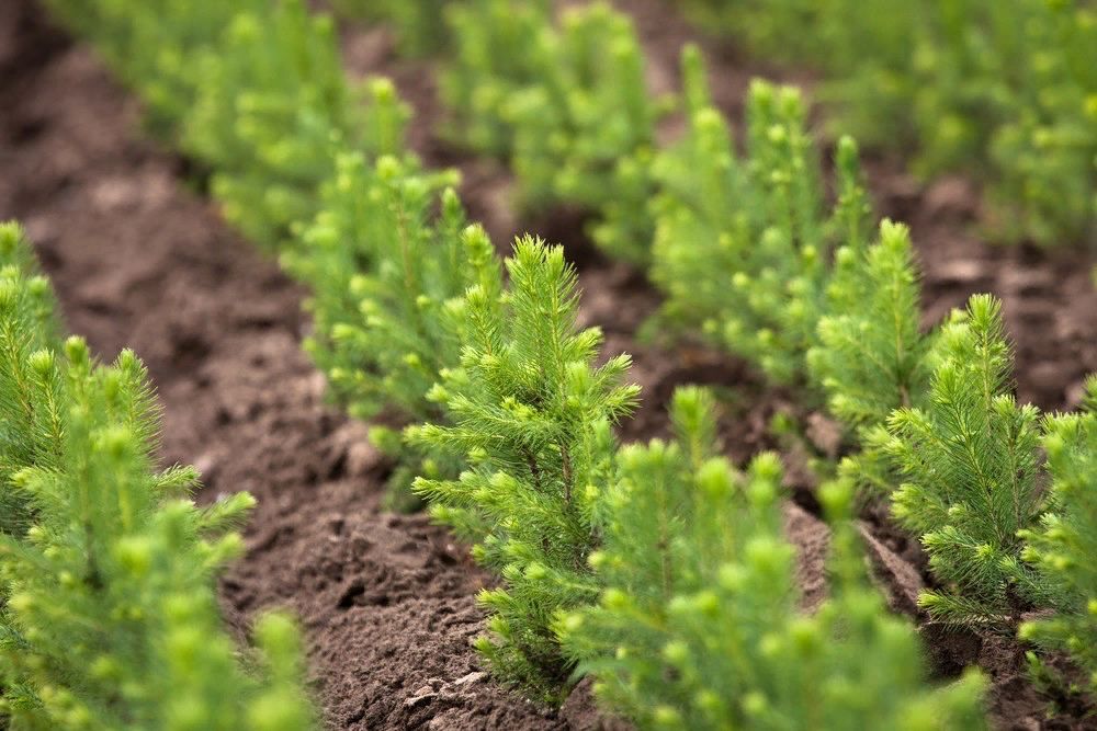 ���, ���, ����������� �������, ���������� �������