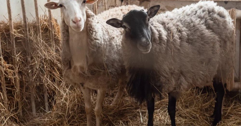 ��������� ������� ������ ��������� ������ ����� - ����������� ����������� ���������� �������