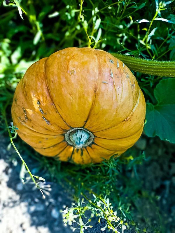 ������ ����, �����������!. ����� ����������� �������� ������ ��� �������! ���� �������� ������ ��� ������, � ������� ����������� ����� � �����������