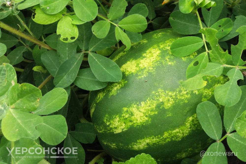 ��������� ���������� ������� �������� ������� � ������� ����� ������� ��������� ���. ��� ��� ����������