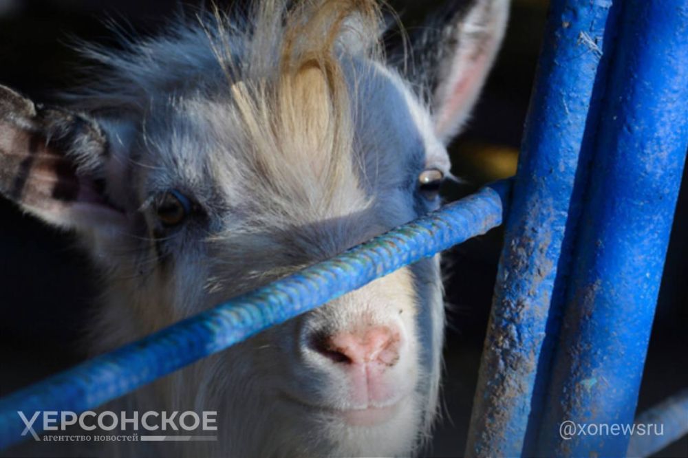 � ���� �������� �������� ��������� ���������� ������ ����� ���������� �������