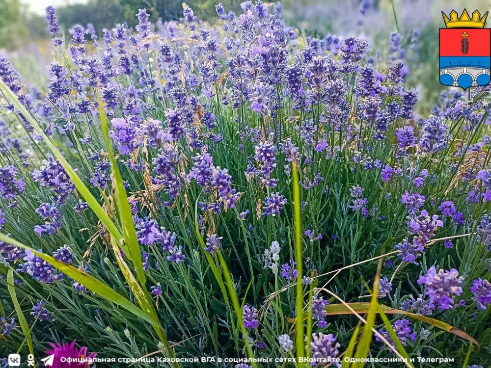 ������ ����, �������!. @VGA_Kakhovka