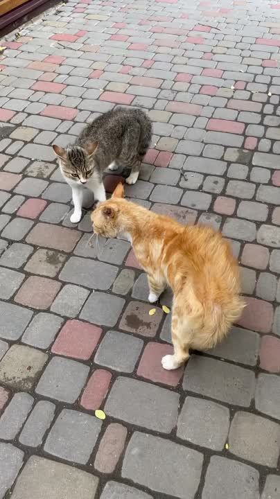 ��������� ���������: ���� ��� �������)). ������ ����� � ����� ��� ���������� ��������� ��� #���������