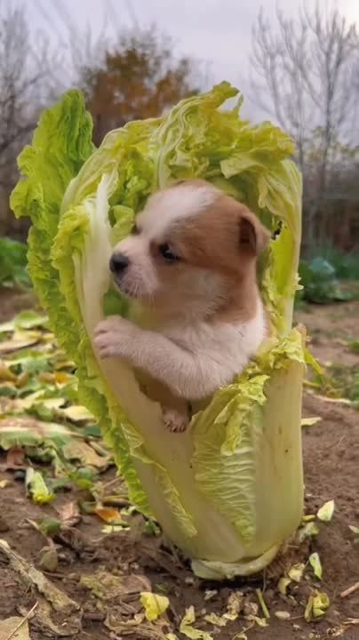 ���� ��������?! ���-�� ���� �������� � ������� �������