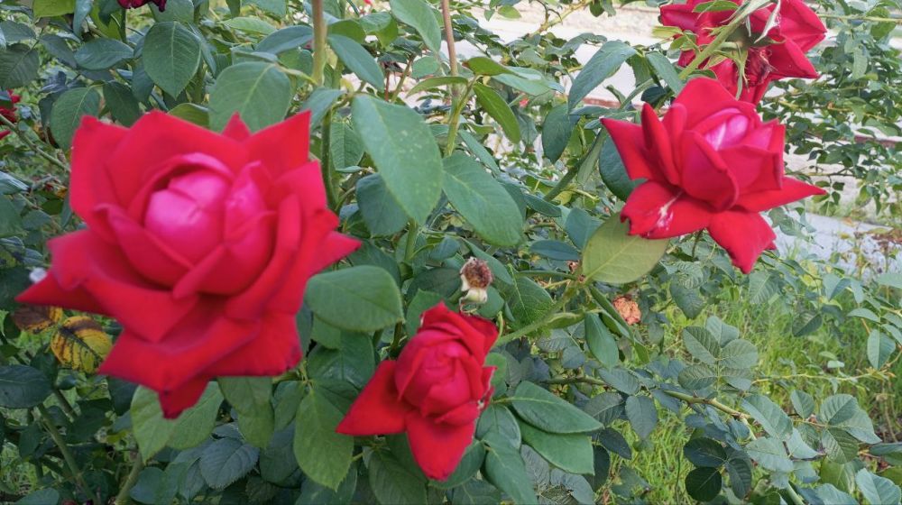 ������� �������, ��������� ������ ������� �����������