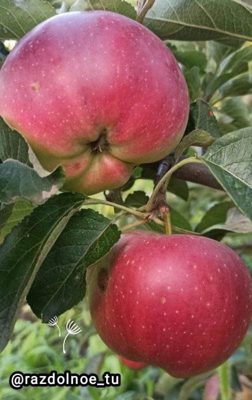 � ������ �����, ����������!