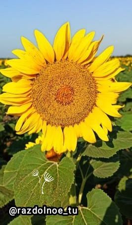 ������ ����, ����������!. ������ ��� ���������� ��� � ������������ ����������