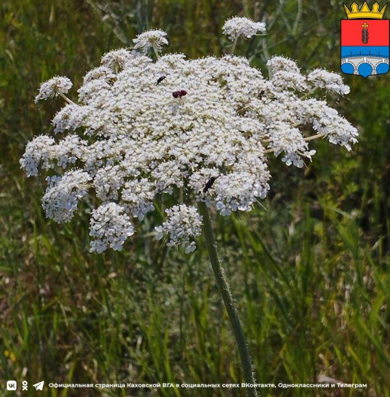 ������ ����, �������!. @VGA_Kakhovka