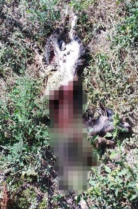 � ���� ������ �������� ������