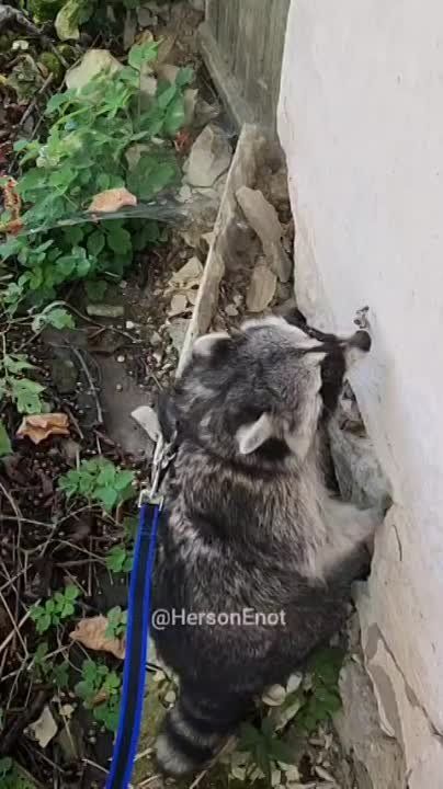 ���� �� �������: ������� ���� � �������� ���, ������!